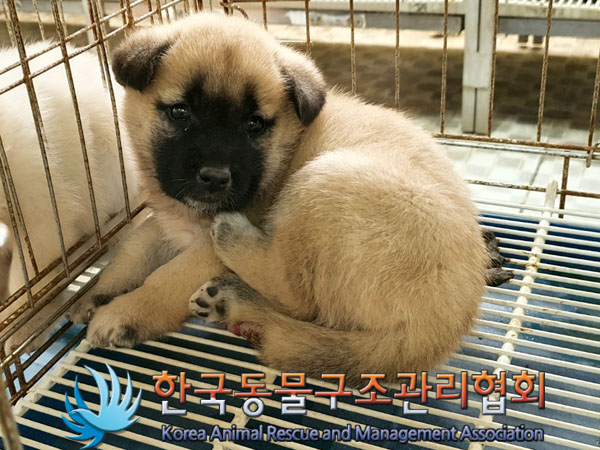 종료(안락사) 믹스…